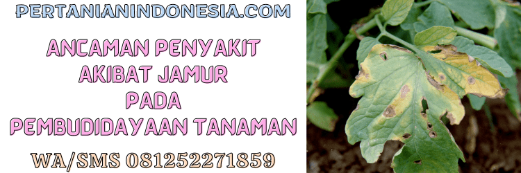 ancaman,penyakit,jamur,budidaya,tanaman,pertanian indonesia